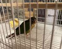 cinnamon-bird-for-sale