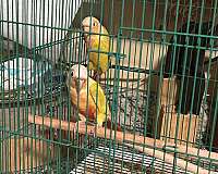 baby-bird