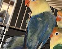 fischers-lovebird-for-sale