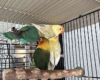 fischers-lovebird-for-sale-in-stockton-ca