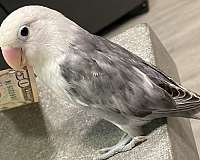 bird-for-sale-in-stockton-ca