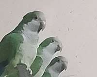 adult-bird