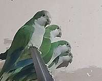 bird-for-sale-in-plainfield-il