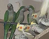 adult-bird-for-sale-in-plainfield-il