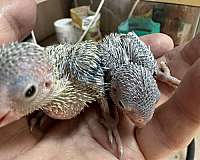 pacific-parrotlet-for-sale-in-okla-city-ok
