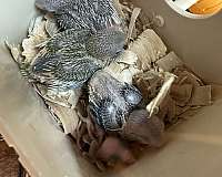 pacific-parrotlet-for-sale