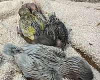 bird-for-sale-in-okla-city-ok