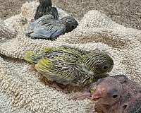 baby-bird
