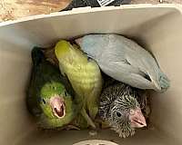 baby-pacific-parrotlet-for-sale