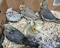 conure-sun-conure-for-sale-in-hilliard-oh