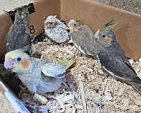 male-female-bird-for-sale-in-hilliard-oh