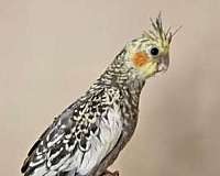 conure-for-sale