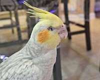 conure-for-sale-in-hilliard-oh