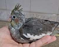 bird-for-sale-in-hilliard-oh