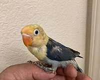 bird-for-sale-in-stockton-ca