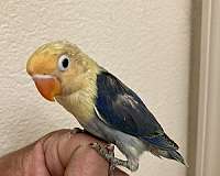lovebird-for-sale-in-stockton-ca
