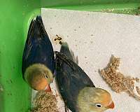 lovebird-for-sale