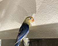 baby-bird