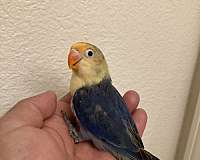baby-lovebird-for-sale