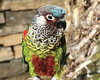 painted-conure-for-sale-in-trabuco-canyon-ca