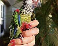 adult-bird-for-sale-in-trabuco-canyon-ca