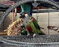 adult-painted-conure-for-sale