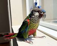 conure-painted-conure-for-sale