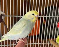 yellow-bird-for-sale-in-warnerville-ny