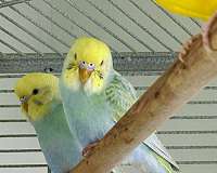 small-bird-for-sale-in-warnerville-ny