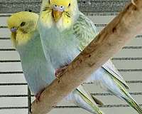 handfed-bird-for-sale-in-warnerville-ny