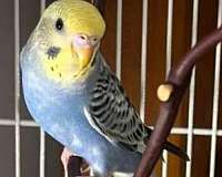 parakeet-for-sale