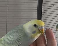 yellow-parakeet-for-sale