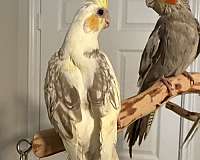 baby-bird-for-sale-in-springtown-tx