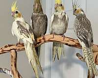 bird-for-sale-in-springtown-tx