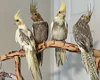cockatiel-for-sale-in-springtown-tx