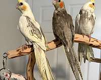 handfed-bird-for-sale-in-springtown-tx