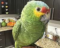 bird-for-sale-in-chula-vista-ca