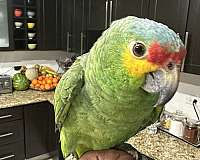 amazon-parrot-for-sale-in-chula-vista-ca