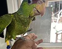 amazon-parrot-for-sale