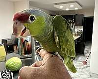 amazon-parrot-for-sale-in-chula-vista-ca