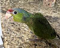 lilac-bird-for-sale-in-chula-vista-ca