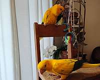 golden-conure-for-sale-in-goose-creek-sc