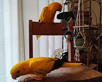 young-bird-for-sale-in-goose-creek-sc