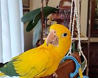 conure-golden-conure-for-sale-in-goose-creek-sc