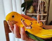 handfed-conure-golden-conure-for-sale
