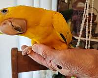 handfed-bird-for-sale-in-goose-creek-sc