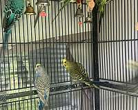 purple-bird-for-sale-in-indianapolis-in