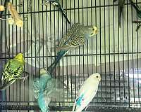 blue-bird-for-sale