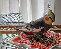 cockatiel-for-sale