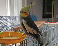 grey-cockatiel-for-sale